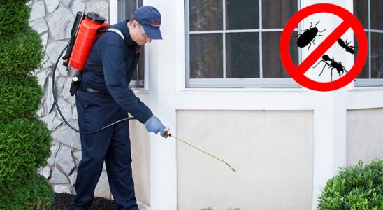 Gerze Kemirgen İlaçlama böcek ilaçlama ve haşere kontrolü — ilaclama-tr.com